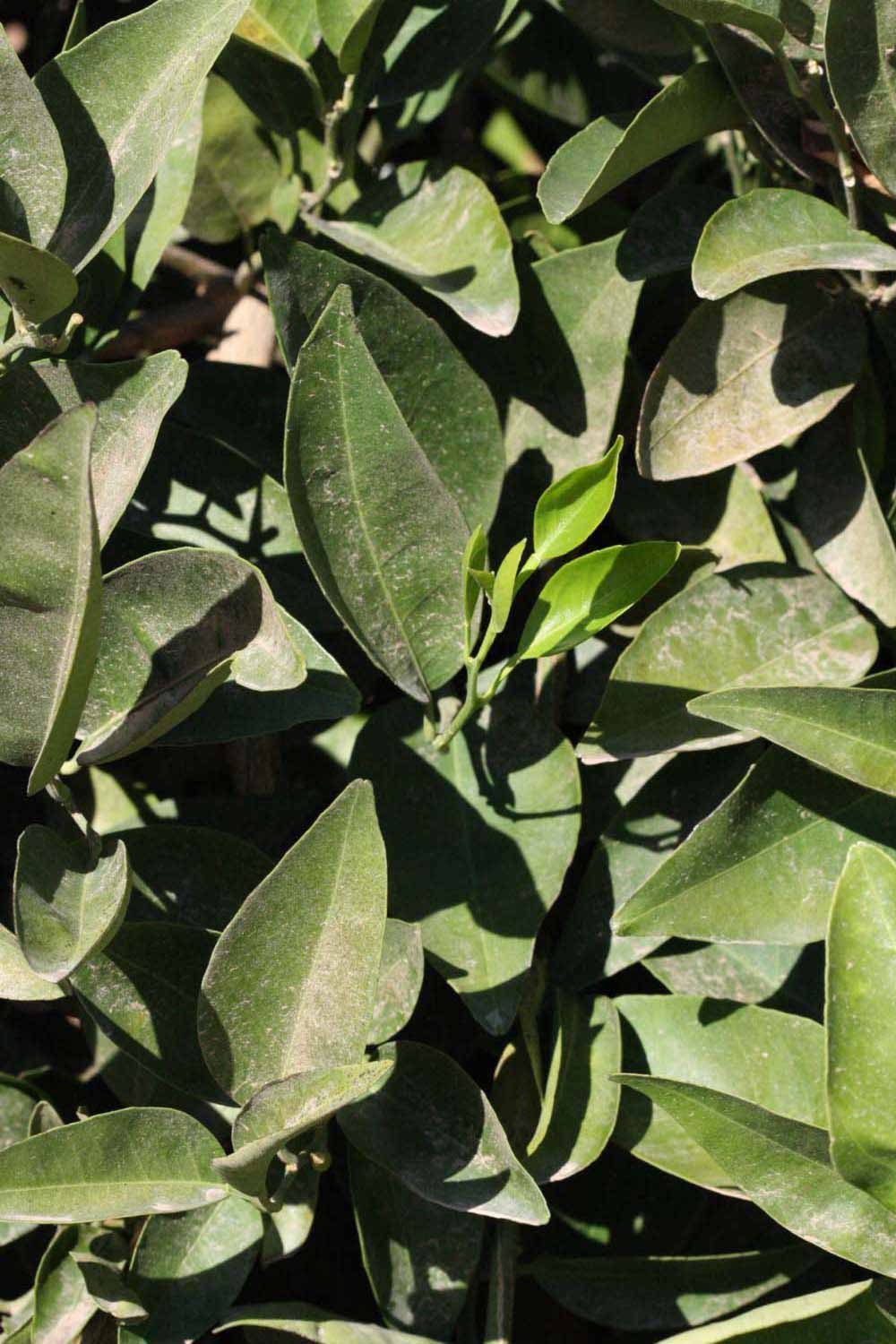              Sun leaves (Riverside, CA)       